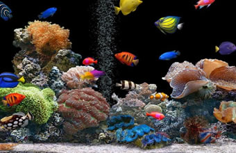 Planeta Água Aquarium - Foto 1