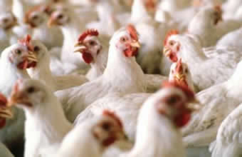 Avícola São Judas - Foto 1