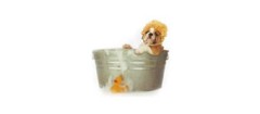 banho-tosa-de-animais-sao-vicente-1487269691