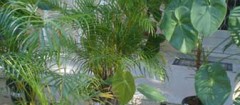 plantas-ornamentais-sao-vicente-1487795234