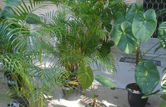 Nativa Gardens Plantas e Acessórios - Foto 1