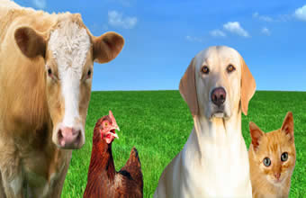 Pet Shop Bitaru - Foto 1