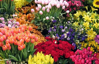 Flora Cinderela - Foto 1