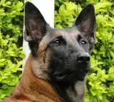 Canil Guimarães - Foto 3