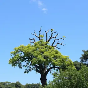 ipê-amarelo