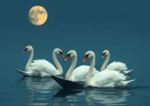 Um Lobo Entre os Cisnes