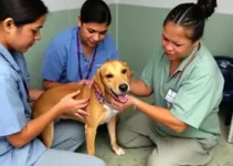 São Vicente castrações gratuitas