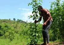 Plantio de árvores Itararé