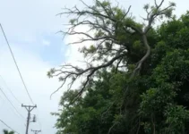 ventania litoral de SP
