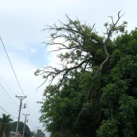 ventania litoral de SP